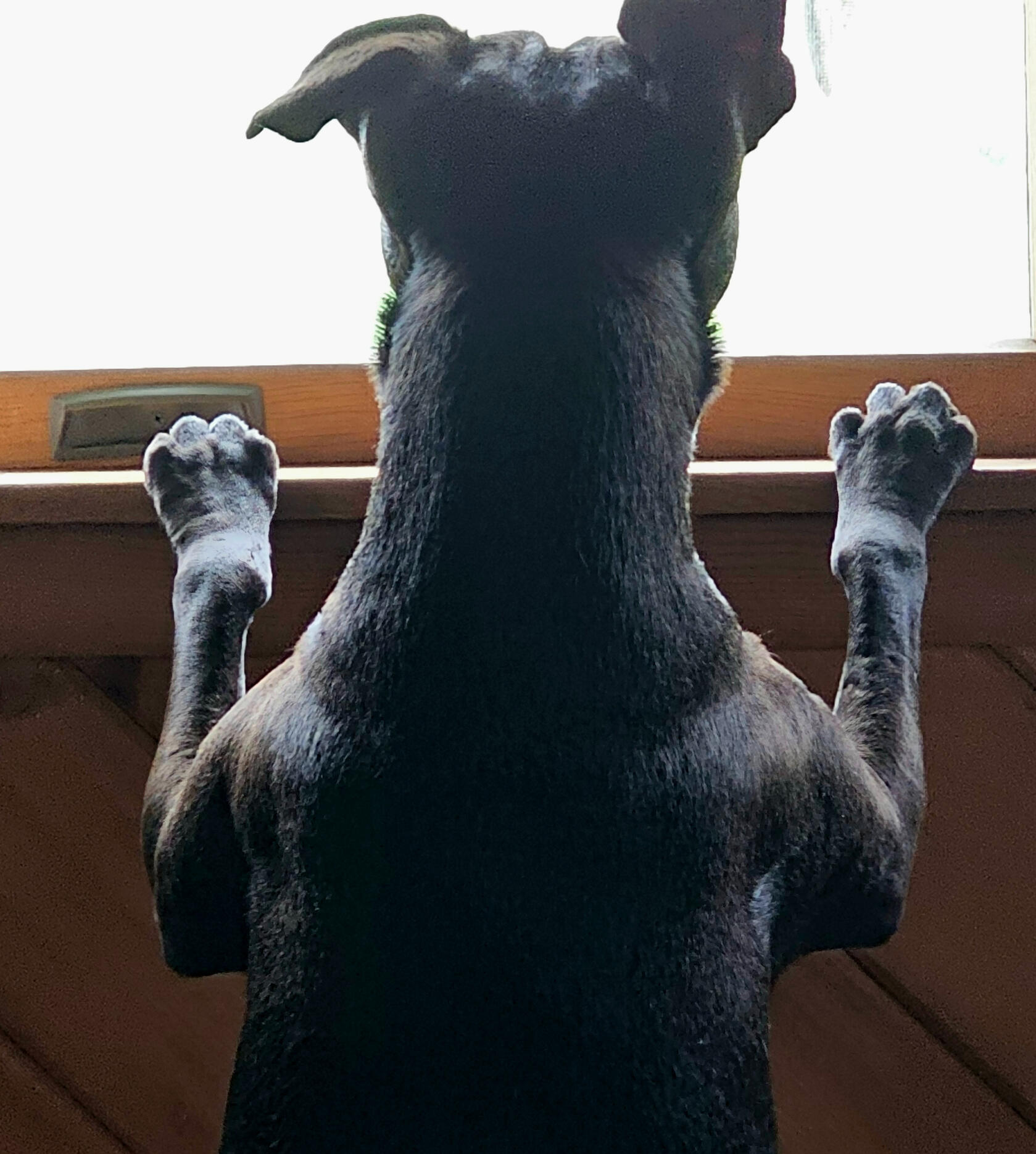 yard monitor